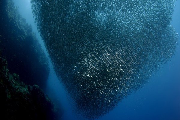 MOALBOAL